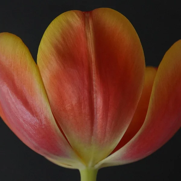 问鼎娱乐棋牌游戏